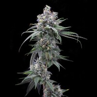 Cookies - Pie Piss - (San Diego Cat Piss X Moonbow) X (Cherry Pie X Planet Purple) (Feminisiert) 3x Cannabis Samen