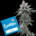 Cookies - Pie Piss - (San Diego Cat Piss X Moonbow) X (Cherry Pie X Planet Purple) (Feminisiert) 3x Cannabis Samen