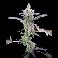 Cookies - Dirty Money - Big Face X Double Lemon Cherry (Feminisiert)