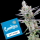 Cookies - Dirty Money - Big Face X Double Lemon Cherry (Feminisiert)