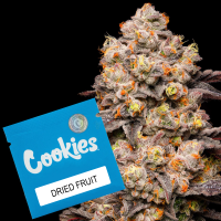 Cookies - Dried Fruit - (Irene OG X Zkittlez) X Gelato 41...