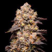 Cookies - Dried Fruit - (Irene OG X Zkittlez) X Gelato 41 (Feminisiert) 3x Cannabis Samen