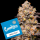 Cookies - Dried Fruit - (Irene OG X Zkittlez) X Gelato 41 (Feminisiert) 3x Cannabis Samen