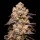 Cookies - Dried Fruit - (Irene OG X Zkittlez) X Gelato 41 (Feminisiert) 3x Cannabis Samen