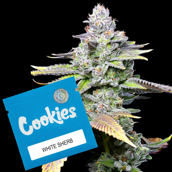 Cookies - White Sherb - (White Runtz x Sunset Sherbet) (Feminisiert) 3x Cannabis Samen
