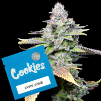 Cookies - White Sherb - (White Runtz x Sunset Sherbet)...