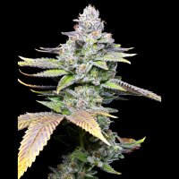 Cookies - White Sherb - (White Runtz x Sunset Sherbet) (Feminisiert) 3x Cannabis Samen