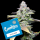 Cookies - White Sherb - (White Runtz x Sunset Sherbet) (Feminisiert) 3x Cannabis Samen