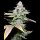 Cookies - White Sherb - (White Runtz x Sunset Sherbet) (Feminisiert) 3x Cannabis Samen
