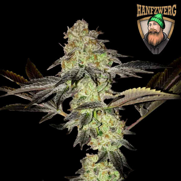 Hanfzwerg - Goldenes Geheimnis (feminisiert) - 3x Cannabis Samen
