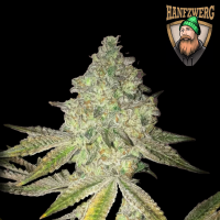 Hanfzwerg - Ed von Schmeck! (feminisiert) - 3x Cannabis...