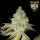 Hanfzwerg - Ed von Schmeck! (feminisiert) - 3x Cannabis Samen