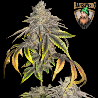 Hanfzwerg - Exotischer Nektar (feminisiert) - 3x Cannabis...