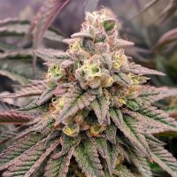 Humboldt Seeds - Forbidden Fruit - Fast Flowering