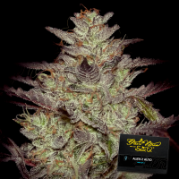Greenhouse - Alien Z - Auto