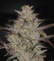 Greenhouse - Alien Z - Auto