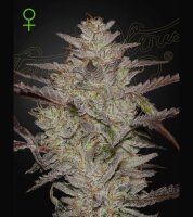 Greenhouse - Alien Z - Auto