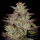 Greenhouse - Alien Z - Auto