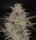 Greenhouse - Alien Z - Auto