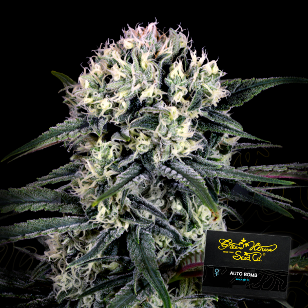Green House - Bomb - Auto