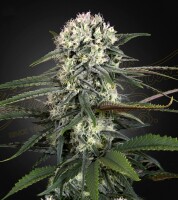 Green House - Bomb - Auto