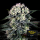 Green House - Bomb - Auto