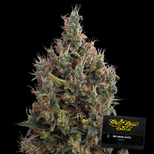 Green House - Big Bang - Auto