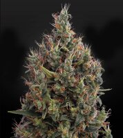 Green House - Big Bang - Auto