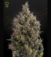 Green House - Big Bang - Auto