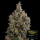 Green House - Big Bang - Auto