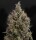 Green House - Big Bang - Auto