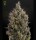 Green House - Big Bang - Auto