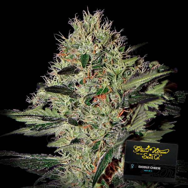 Green House - Exodus Cheese - Auto