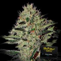 Green House - Exodus Cheese - Auto