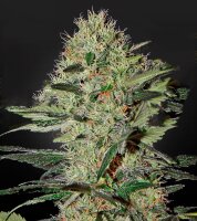 Green House - Exodus Cheese - Auto