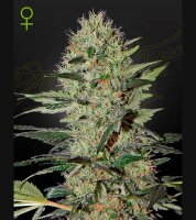 Green House - Exodus Cheese - Auto