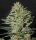 Green House - Exodus Cheese - Auto