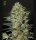 Green House - Exodus Cheese - Auto
