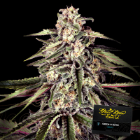 Green House - Green- o- Matic - Auto