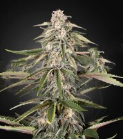 Green House - Green- o- Matic - Auto