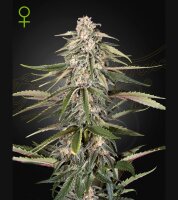 Green House - Green- o- Matic - Auto