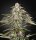 Green House - Green- o- Matic - Auto