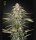 Green House - Green- o- Matic - Auto
