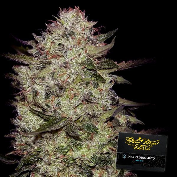 Green House - Highcloudz - Auto