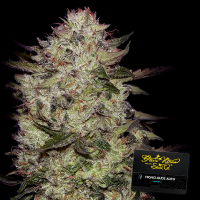 Green House - Highcloudz - Auto