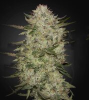 Green House - Highcloudz - Auto