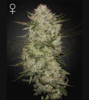 Green House - Highcloudz - Auto