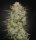 Green House - Highcloudz - Auto