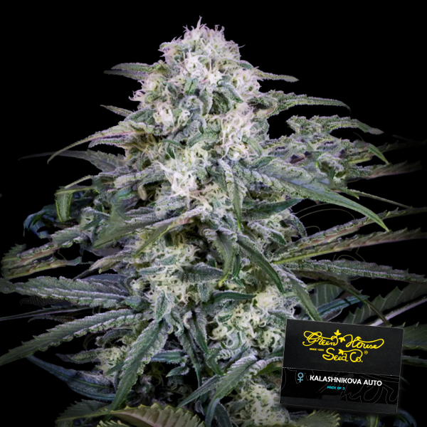 Green House - Kalashnikova - Auto