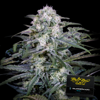 Green House - Kalashnikova - Auto